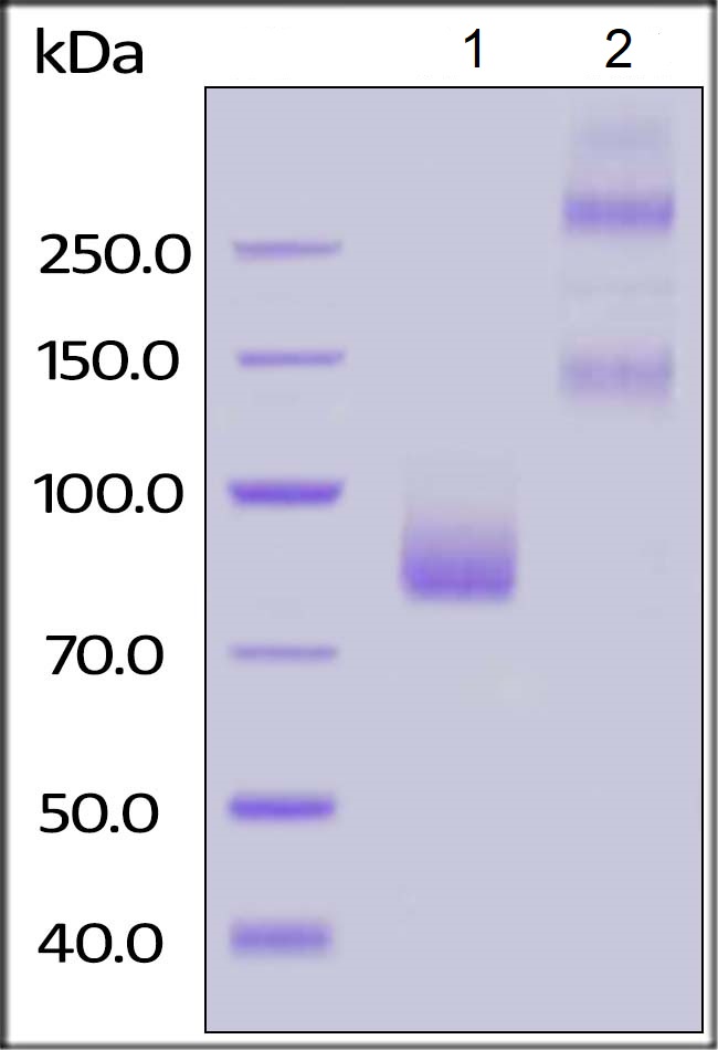 SDS-PAGE - Recombinant Human SIGLEC6 protein (Fc Chimera) (AB182674)