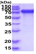 SDS-PAGE - Recombinant Human SIGLEC6 protein (Fc tag C-Terminus + His tag C-Terminus) (AB223008)