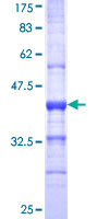 Recombinant Human SIGLEC8 protein