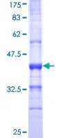 SDS-PAGE - Recombinant Human SIGLEC8 protein (GST tag N-Terminus) (AB162108)