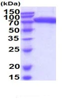 SDS-PAGE - Recombinant Human SIGLEC9 protein (Fc tag C-Terminus + His tag C-Terminus) (AB222994)