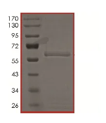 SDS-PAGE - Recombinant human SIK1 protein (AB195112)