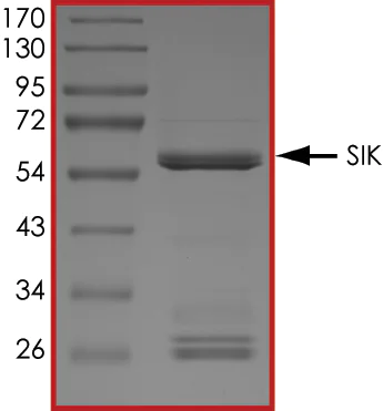 SDS-PAGE - Recombinant human SIK1 protein (AB195112)