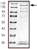 SDS-PAGE - Recombinant human SIK2 protein (AB89856)