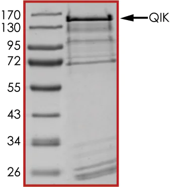 SDS-PAGE - Recombinant human SIK2 protein (AB89856)
