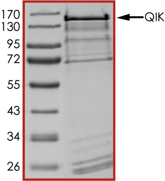 SDS-PAGE - Recombinant human SIK2 protein (GST tag N-Terminus) (AB89856)