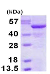 SDS-PAGE - Recombinant Human SIL1 protein (His tag C-Terminus) (AB128448)
