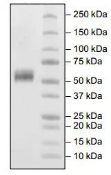 SDS-PAGE - Recombinant Human SIRP alpha protein (Biotin) (Avi tag C-Terminus + His tag C-Terminus) (AB198765)