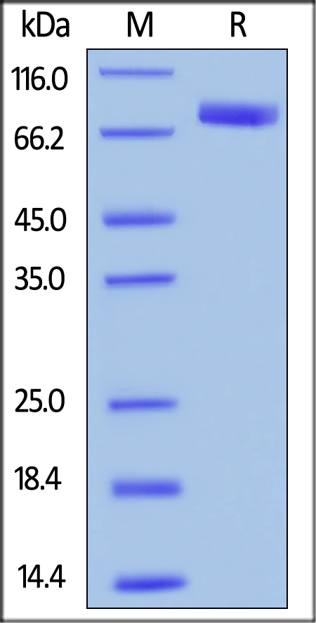 SDS-PAGE - Recombinant human SIRP alpha protein (Fc Chimera Active) (AB221342), expandable thumbnail