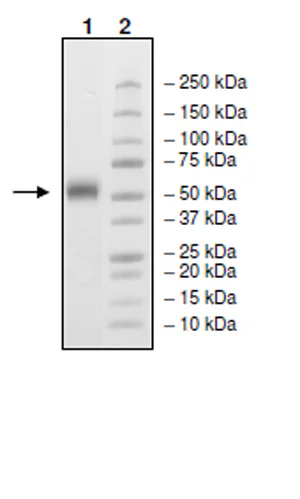 SDS-PAGE - Recombinant Human SIRP alpha protein (His tag C-Terminus) (AB271743)