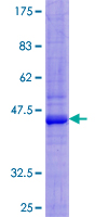 Recombinant Human SIRPB1 protein