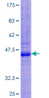 SDS-PAGE - Recombinant Human SIRPB1 protein (GST tag N-Terminus) (AB160947)