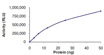 Functional Studies - Recombinant human SIRT1 protein (AB101130)