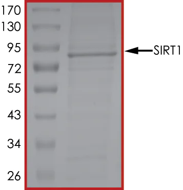 SDS-PAGE - Recombinant human SIRT1 protein (AB101130)