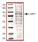 Recombinant human SIRT1 protein