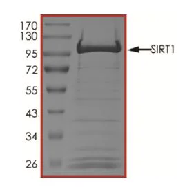 SDS-PAGE - Recombinant human SIRT1 protein (Active) (AB268971)