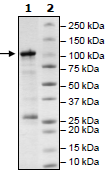 SDS-PAGE - Recombinant human SIRT1 protein (Active) (AB54334), expandable thumbnail