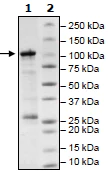 SDS-PAGE - Recombinant human SIRT1 protein (Active) (GST tag N-Terminus) (AB54334)