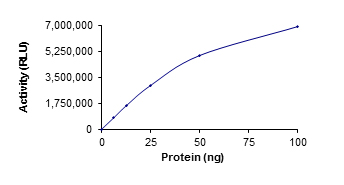 Recombinant human SIRT2 protein