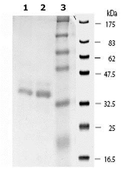 SDS-PAGE - Recombinant human SIRT2 protein (AB79948), expandable thumbnail