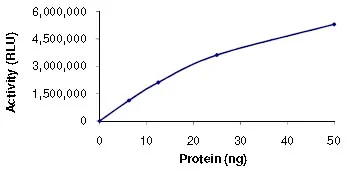 Functional Studies - Recombinant human SIRT2 protein (His tag N-Terminus) (AB101132)