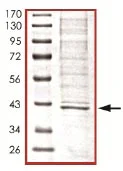 SDS-PAGE - Recombinant human SIRT2 protein (His tag N-Terminus) (AB101132)