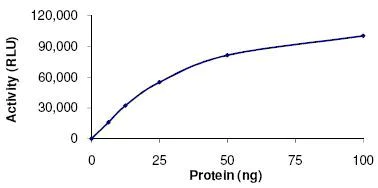 Functional Studies - Recombinant human SIRT3 protein (AB125810)