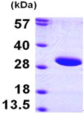 Recombinant Human SIRT3 protein