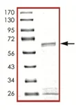 SDS-PAGE - Recombinant Human SIRT3 protein (GST tag N-Terminus) (AB125586)