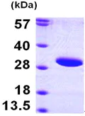 SDS-PAGE - Recombinant Human SIRT3 protein (His tag N-Terminus) (AB97951)