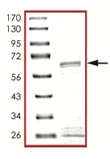SDS-PAGE - Recombinant Human SIRT3 protein (Tagged) (AB125586)
