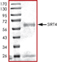 SDS-PAGE - Recombinant Human SIRT4 protein (AB101713), expandable thumbnail