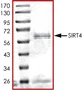 SDS-PAGE - Recombinant Human SIRT4 protein (AB101713)