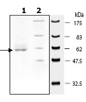 SDS-PAGE - Recombinant Human SIRT4 protein (GST tag N-Terminus) (AB79949)