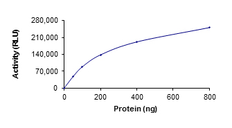 Recombinant human SIRT5 protein