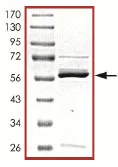 SDS-PAGE - Recombinant Human SIRT5 protein (GST tag N-Terminus) (AB101133)