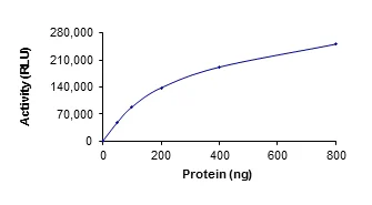Functional Studies - Recombinant human SIRT5 protein (His tag N-Terminus) (AB101134)