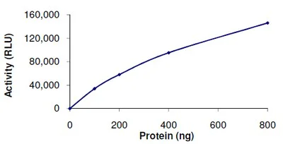 Functional Studies - Recombinant human SIRT5 protein (His tag N-Terminus) (AB101134)