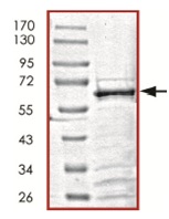 SDS-PAGE - Recombinant Human SIRT6 protein (AB125578)