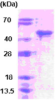 SDS-PAGE - Recombinant Human SIRT6 protein (AB78879), expandable thumbnail