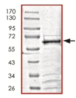 SDS-PAGE - Recombinant Human SIRT6 protein (GST tag N-Terminus) (AB125578)