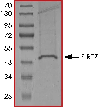 SDS-PAGE - Recombinant human SIRT7 protein (AB104032)