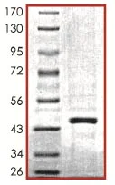SDS-PAGE - Recombinant human SIRT7 protein (AB104032)