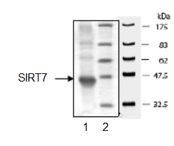 SDS-PAGE - Recombinant Human SIRT7 protein (DDDDK tag C-Terminus) (AB95246)