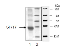 SDS-PAGE - Recombinant Human SIRT7 protein (DDDDK tag C-Terminus) (AB95246)