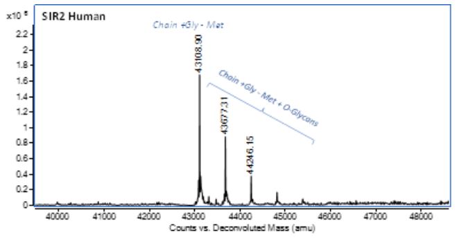 Mass Spectrometry - Recombinant Human Sirtuin 2/SIRT2 Protein (AB283941), expandable thumbnail