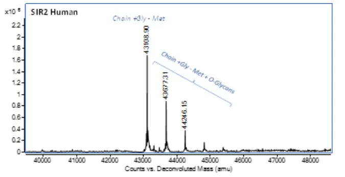 Mass Spectrometry - Recombinant Human Sirtuin 2/SIRT2 Protein (AB283941)