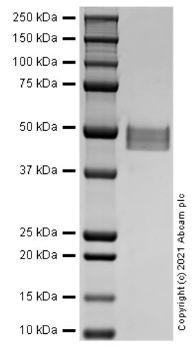 SDS-PAGE - Recombinant Human Sirtuin 2/SIRT2 Protein (AB283941), expandable thumbnail