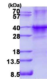 SDS-PAGE - Recombinant Human SIX1 protein (denatured) (AB134521), expandable thumbnail