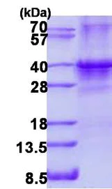 SDS-PAGE - Recombinant Human SIX1 protein (denatured) (His tag N-Terminus) (AB134521)